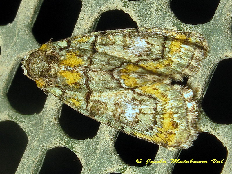 Noctuidae da id: Cryphia algae